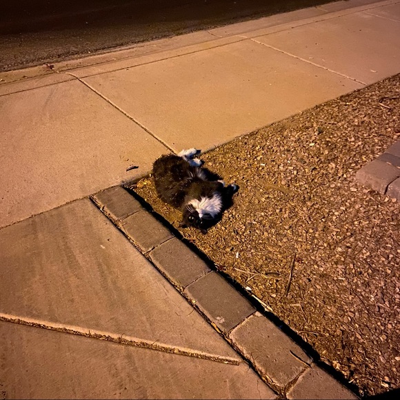 🐰🐈‍⬛🥬🪴Pets eatting + playing 
June 2022 from Arizona Update 2025🥳💝 - Picture 5 of 13